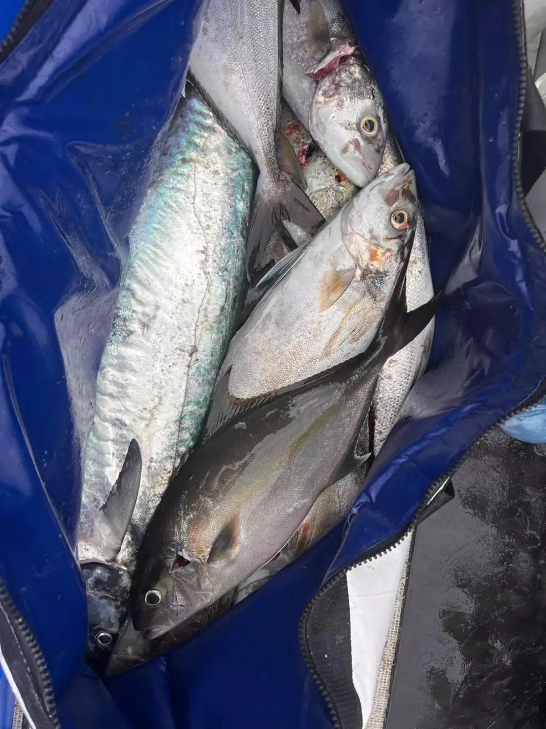 Bag with caught fish